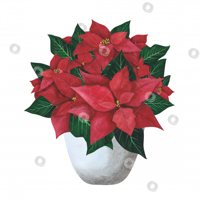 Скачать Рождественское растение пуансеттия в сером горшке, выделенное на белом фоне. Акварельная иллюстрация, нарисованная от руки. Искусство для дизайна фотосток Ozero