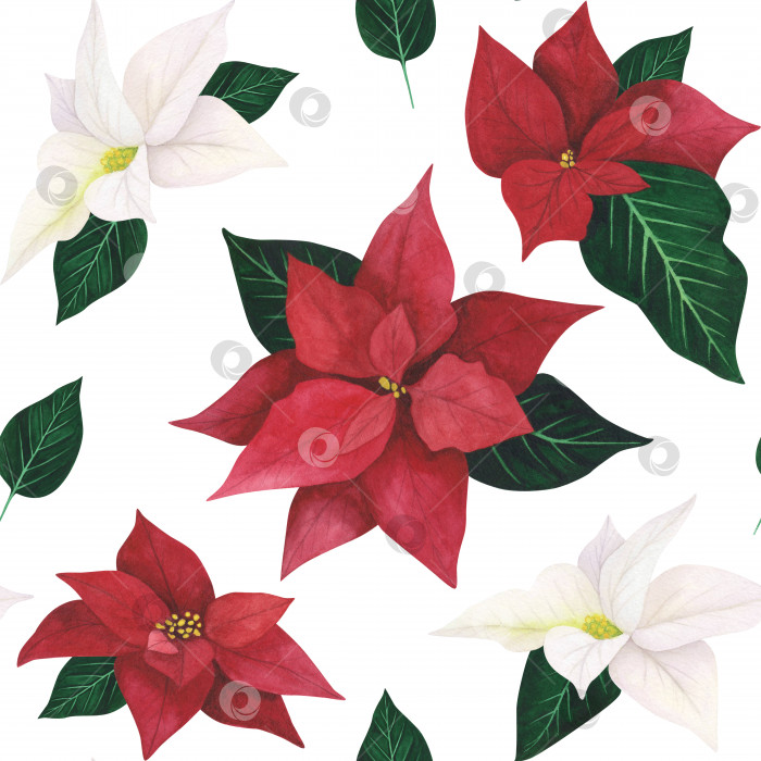 Скачать Пуансеттия красная, белый рождественский бесшовный узор, выделенный на белом фоне. Акварельная иллюстрация, нарисованная от руки. Искусство для текстиля фотосток Ozero