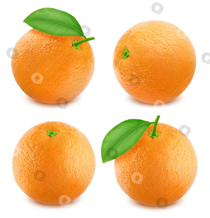 Скачать Апельсины, расположенные изолированно на белом фоне фотосток Ozero