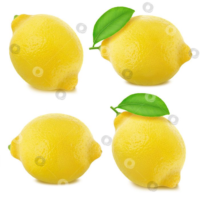 Скачать Набор лимонов, изолированных на белом фоне фотосток Ozero