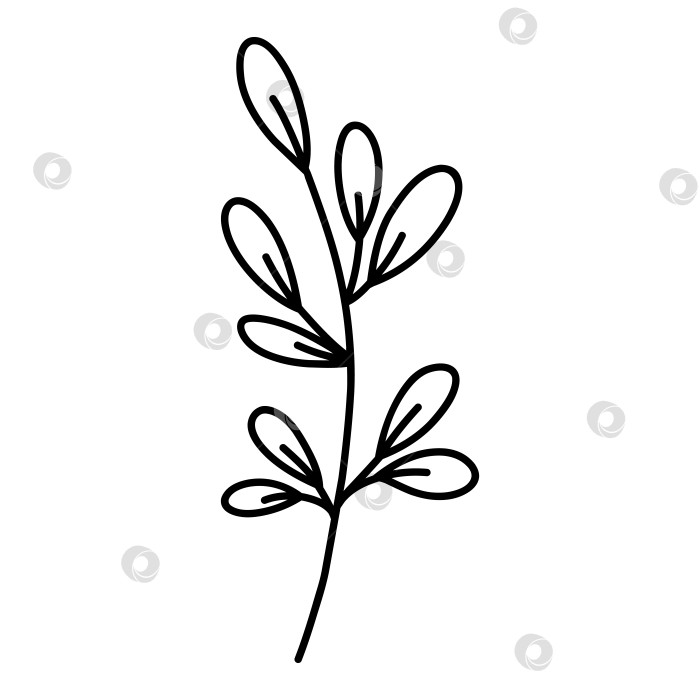 Скачать Симпатичная ветка с листьями, выделенными на белом фоне. Векторная рисованная иллюстрация в стиле каракулей. Идеально подходит для открыток, логотипов, украшений, различных дизайнов. Ботанический клипарт. фотосток Ozero