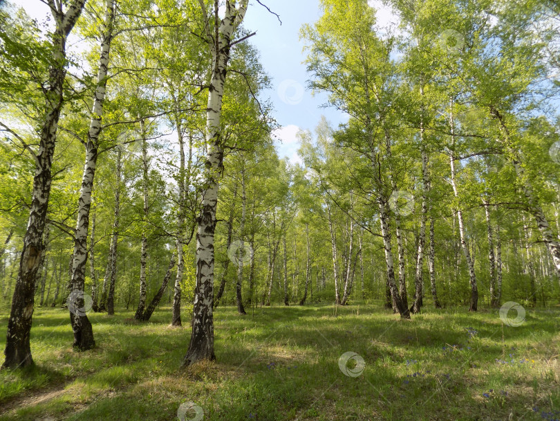 Скачать Лесная дорога в весеннем березовом лесу фотосток Ozero