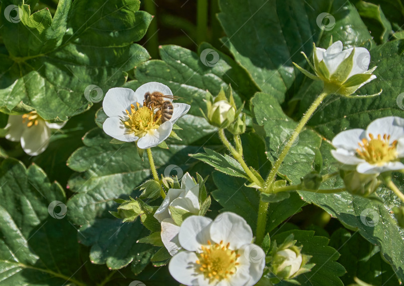 Скачать Медоносная пчела собирает нектар с цветка белой земляники в саду. фотосток Ozero