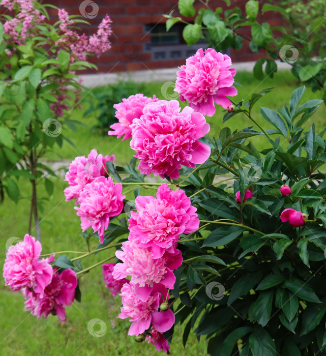 Скачать Куст цветущих розовых пионов в пионовом саду. Розовые цветы гортензии фотосток Ozero