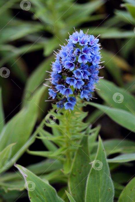 Скачать Великолепные голубые соцветия цветка "гордость Мадейры". Echium Candicans Гордость Мадейры - голубой цветонос в саду на естественном зеленом фоне. Крупный план голубого цветка Echium hierrense фотосток Ozero