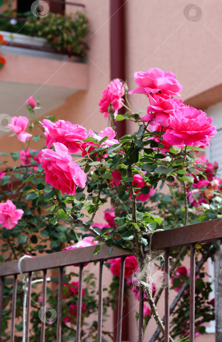 Скачать Крупный план розовых роз в саду при ярком утреннем освещении. Нежные розовые розы королевы Елизаветы в полном цвету на садовой ограде у розовой стены дома. Красота розового сада фотосток Ozero