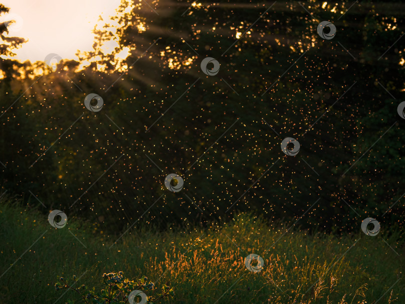 Скачать Вечером в лучах заходящего солнца летает рой комаров фотосток Ozero
