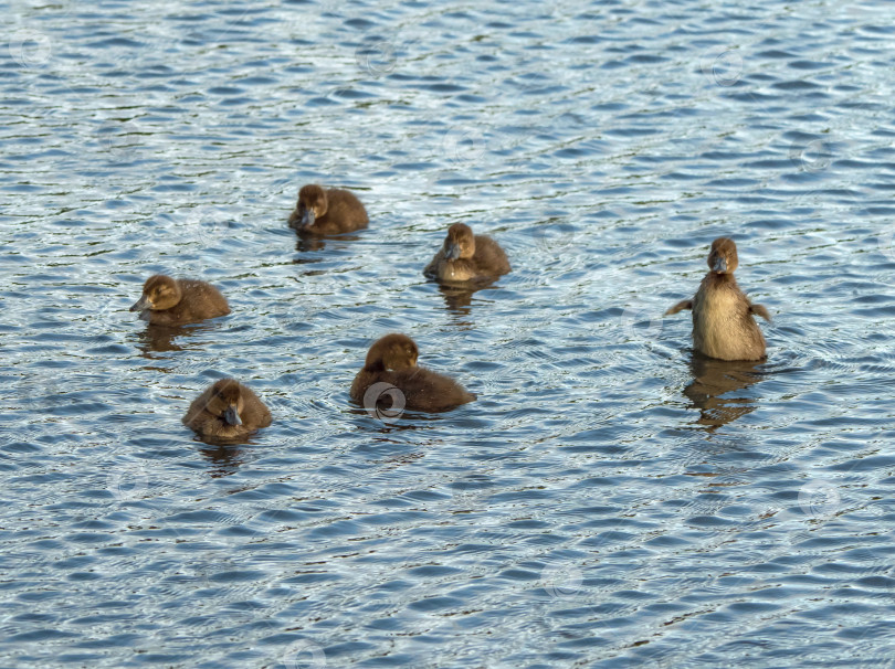 Скачать Весенний выводок уток. Маленькие утята играют на воде. фотосток Ozero