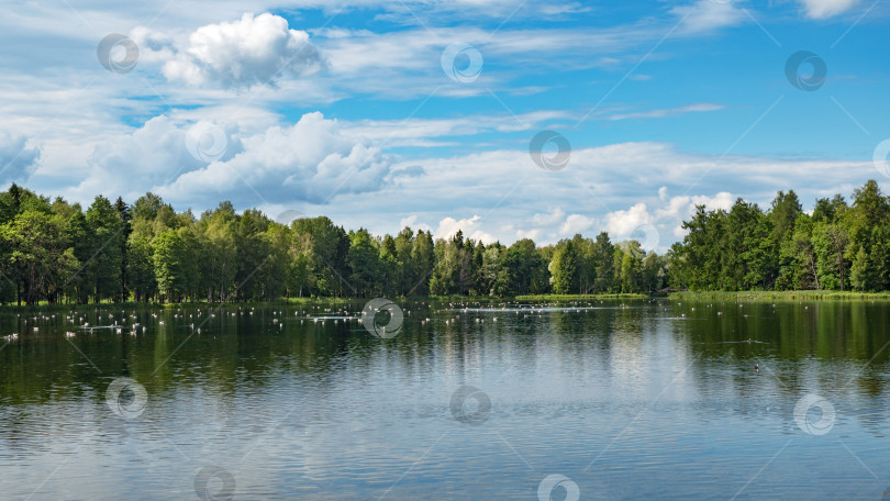 Скачать Летний яркий пейзаж с озером, зеленью и облаками. фотосток Ozero