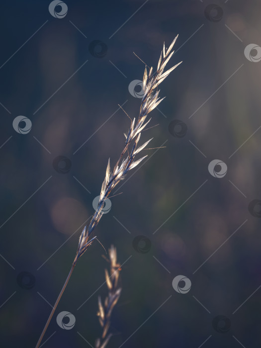 Скачать Красивый абстрактный минималистичный природный фон с сухой травинкой на закате. Мягкий фокус фотосток Ozero