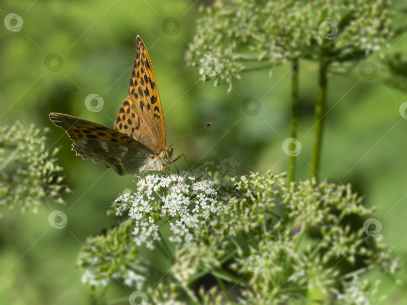 Скачать Большая оранжевая бабочка "полевой перламутр" сидит на белом цветке на зеленом фоне фотосток Ozero