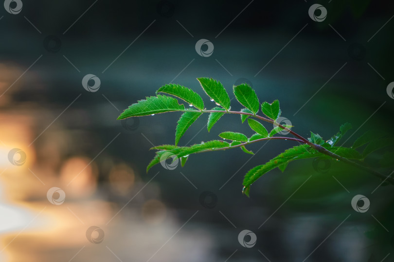 Скачать Капли дождя на зеленых листьях на фоне заката фотосток Ozero