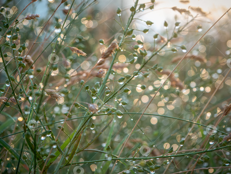 Скачать Сочная зеленая трава на лугу с каплями водяной росы в утреннем свете летом на открытом воздухе крупным планом, мягкий фокус. Прекрасный художественный образ чистоты и свежести природы фотосток Ozero