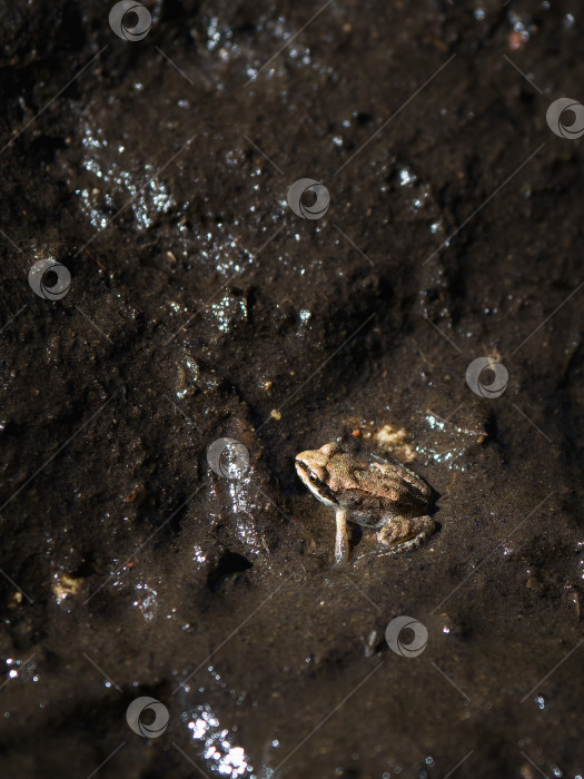 Скачать Маленькая лягушка в грязи ночью фотосток Ozero