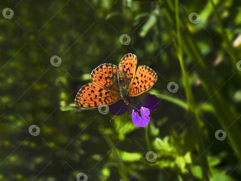 Скачать Оранжевая бабочка Glanville fritillary (Melitaea cinxia) сидит на фиолетовом цветке на зеленом фоне фотосток Ozero