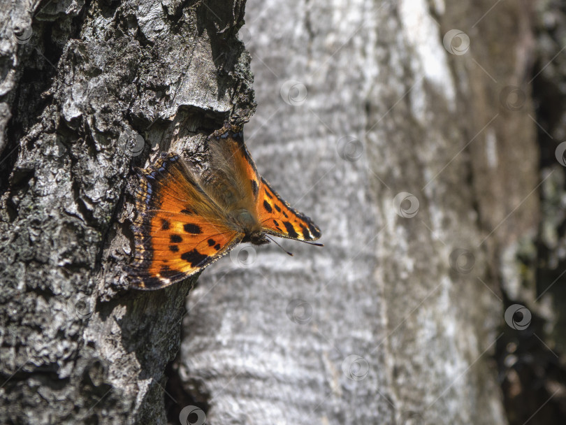 Скачать Бабочка бурый крапивник (лат. Aglais urticae, Nymphalis urticae) отдыхает на коре дерева фотосток Ozero