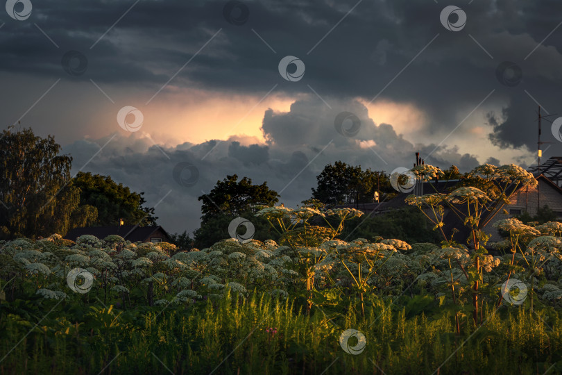 Скачать Загородная плантация борщевика. Цветы борщевика растут на вечернем поле фотосток Ozero