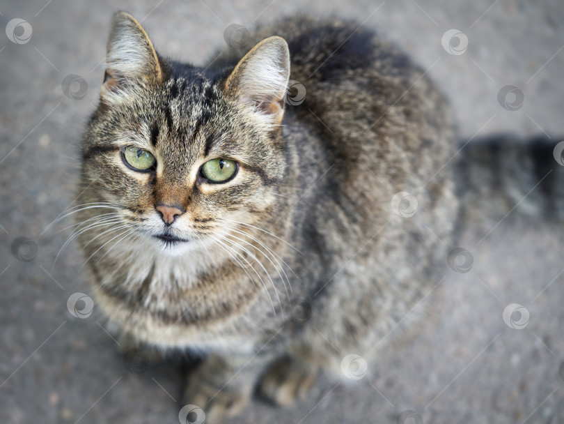 Скачать Бездомный уличный кот крупным планом. Концепция защиты бездомных животных. Заброшенный городской фон фотосток Ozero