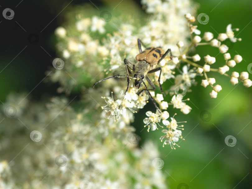 Скачать Pachyta quadrimaculata - жук в природе. фотосток Ozero