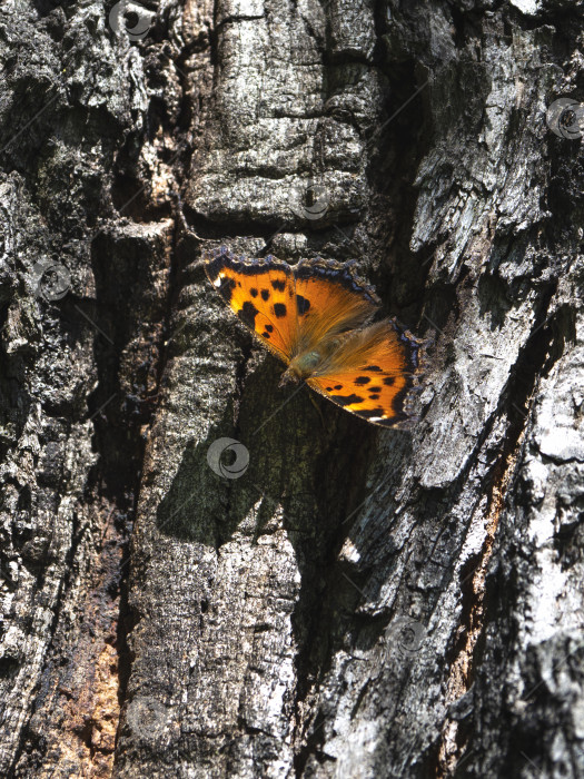 Скачать Бабочка бурый крапивник (лат. Aglais urticae, Nymphalis urticae) отдыхает на коре дерева фотосток Ozero