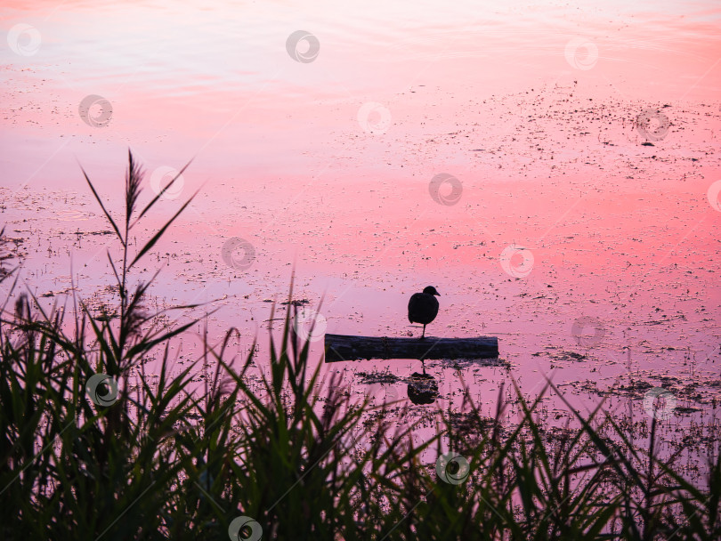 Скачать Озерная птица вечером отдыхает, стоя на одной ноге фотосток Ozero