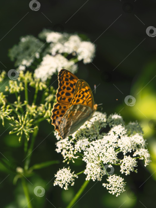 Скачать Ярко-оранжевая крупная перламутровая бабочка сидит на белом цветке на фоне размытой зеленой травы. Закрыть. фотосток Ozero