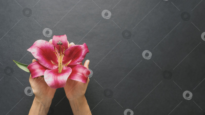 Скачать Осенняя композиция с цветком красной лилии в руках на черном фоне. Пространство для копирования с плоской укладкой фотосток Ozero