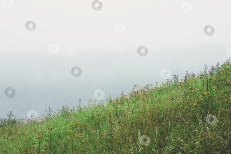 Скачать Склон с горными альпийскими травами туманным утром. Минималистский пейзаж с туманной природой. Таинственное место ранним утром фотосток Ozero