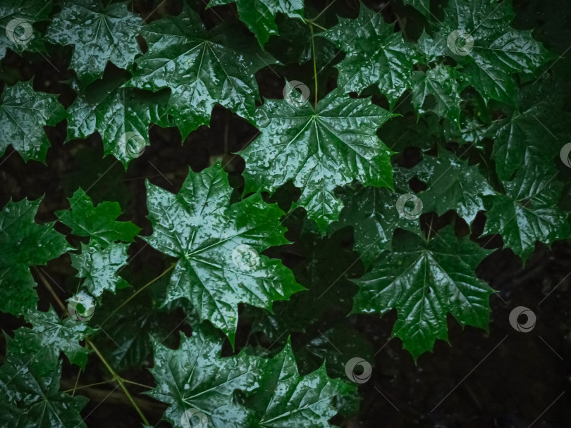 Скачать Зеленые листья на темном фоне. Естественная текстура листьев. фотосток Ozero