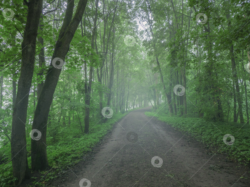 Скачать Туманная извилистая дорога в утреннем лесу фотосток Ozero