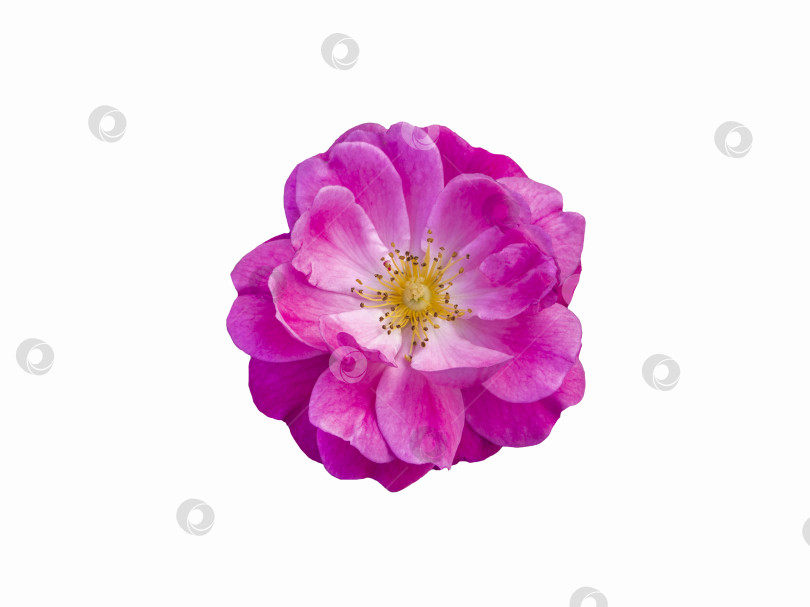 Скачать Дикая светло-розовая роза, выделенная на белом фоне фотосток Ozero