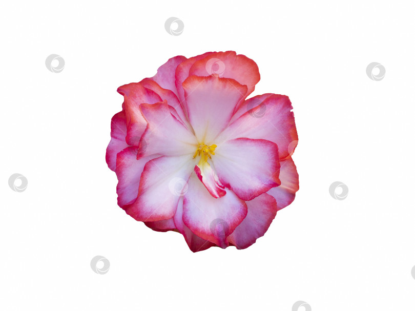 Скачать Изолят розового цветка бегонии на белом фоне фотосток Ozero