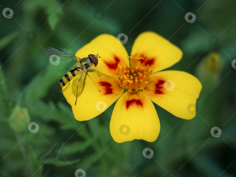 Скачать Двукрылая летающая муха Drosophila, насекомое, опыляющее цветок календулы, крупным планом фотосток Ozero