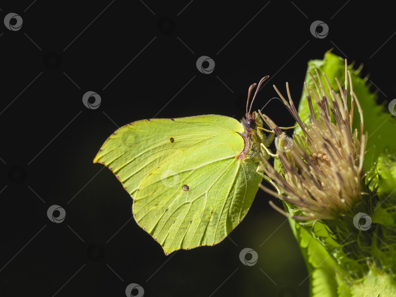 Скачать Желтая бабочка (gonepteryx rhamni) села на цветок крупным планом. фотосток Ozero