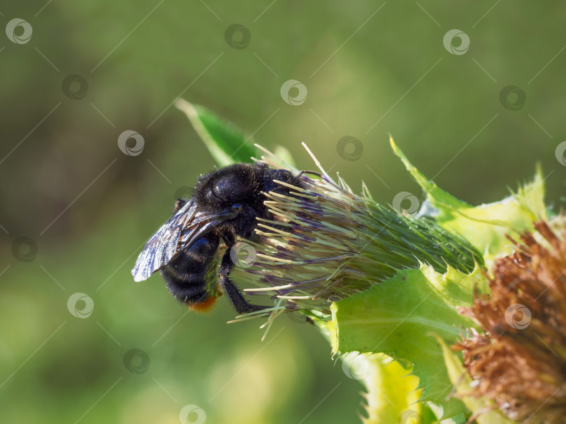 Скачать Большой черный шмель Bombus lapidarius (Linnaeus) на цветке фотосток Ozero