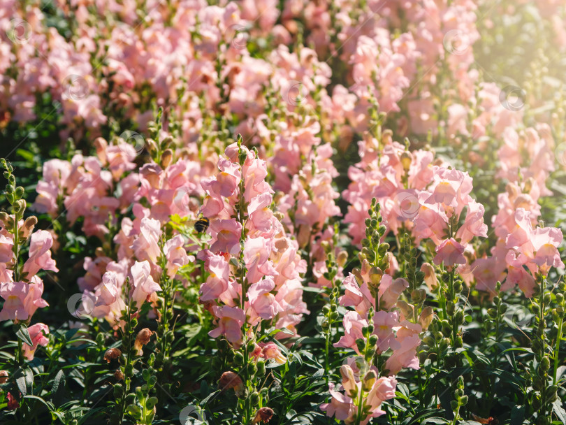 Скачать Розовые цветы львиного зева (Antirrhinum majus) на фоне клумбы фотосток Ozero