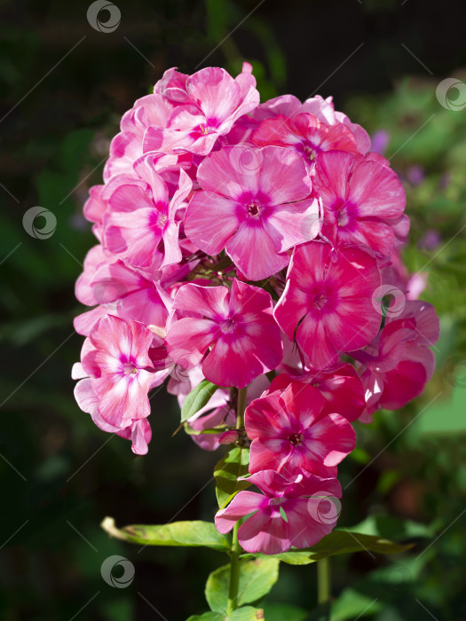 Скачать Розовый садовый флокс (Phlox paniculata). Цветущая ветка розового флокса в саду. Мягкий размытый выборочный фокус фотосток Ozero