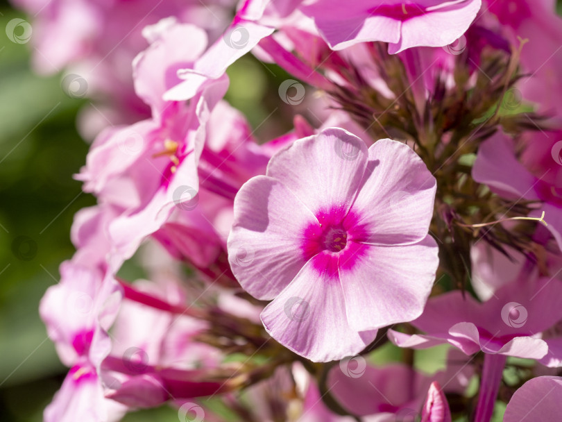 Скачать Розовый садовый флокс (Phlox paniculata). Цветущая ветка розового флокса в саду. Мягкий размытый выборочный фокус. фотосток Ozero