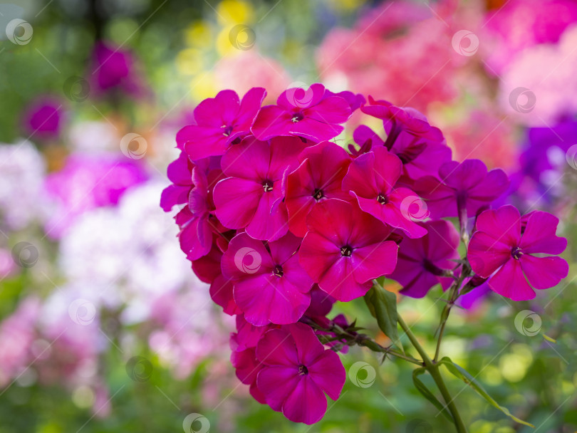 Скачать Розовый садовый флокс (Phlox paniculata). Цветущая ветка розового флокса в саду. Мягкий размытый выборочный фокус фотосток Ozero