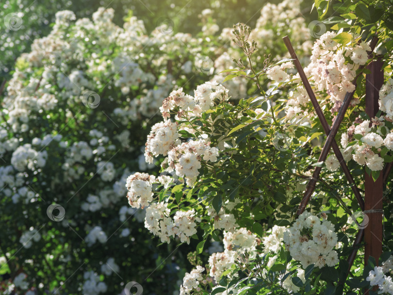 Скачать Пышный куст маленьких белых роз в саду фотосток Ozero