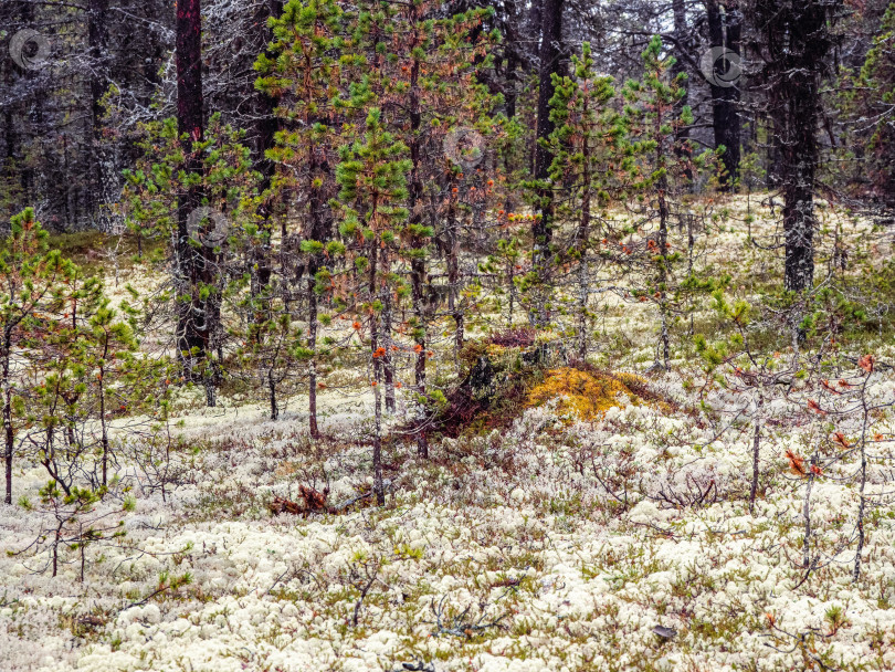 Скачать Ягель из белого мха. Сказочный северный лес. Естественный фон фотосток Ozero