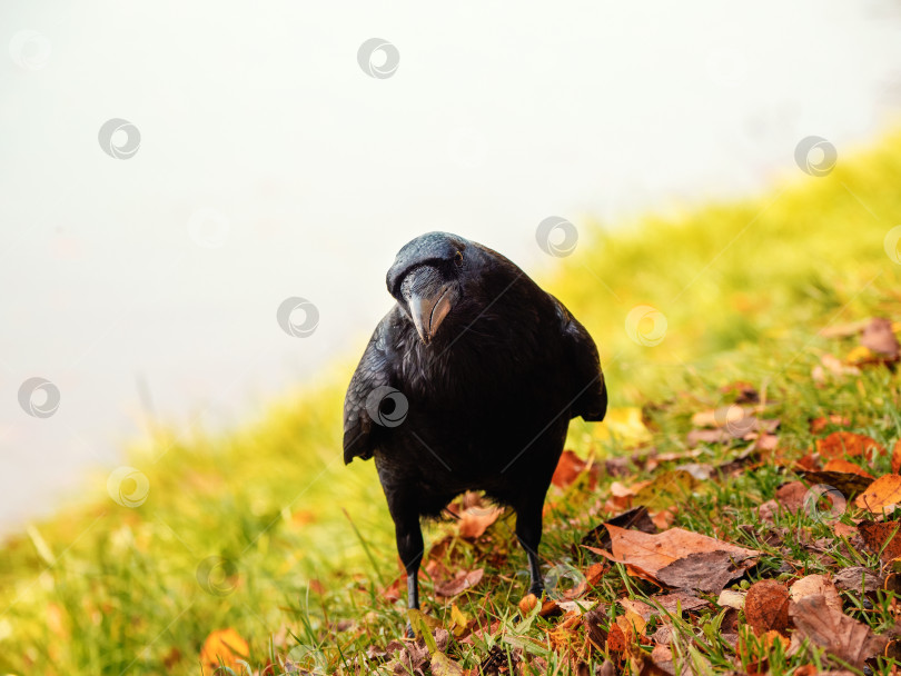 Скачать Любопытный большой черный ворон позирует на осеннем лугу, портрет черного ворона. фотосток Ozero