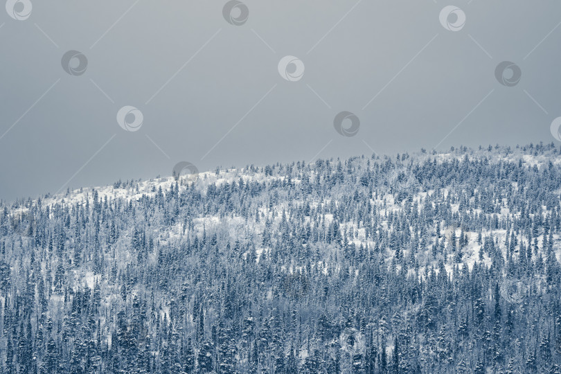 Скачать Вид с высоты птичьего полета на огромную гору, покрытую еловым заснеженным лесом. фотосток Ozero