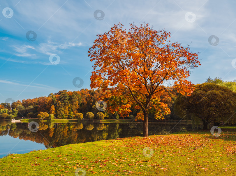 Скачать Красивый осенний солнечный пейзаж с красным кленом в парке. фотосток Ozero