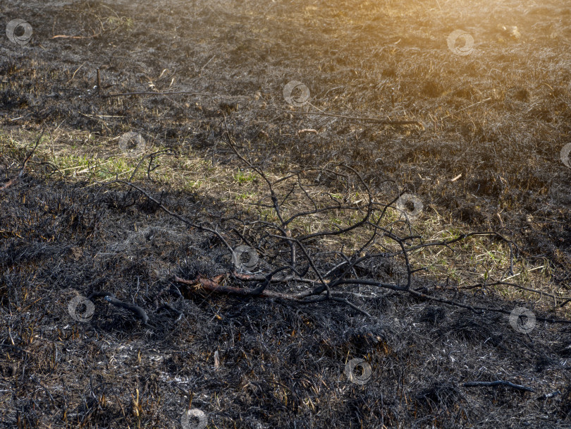 Скачать Сожженная трава. Поле с выгоревшей травой. Умышленный поджог. фотосток Ozero