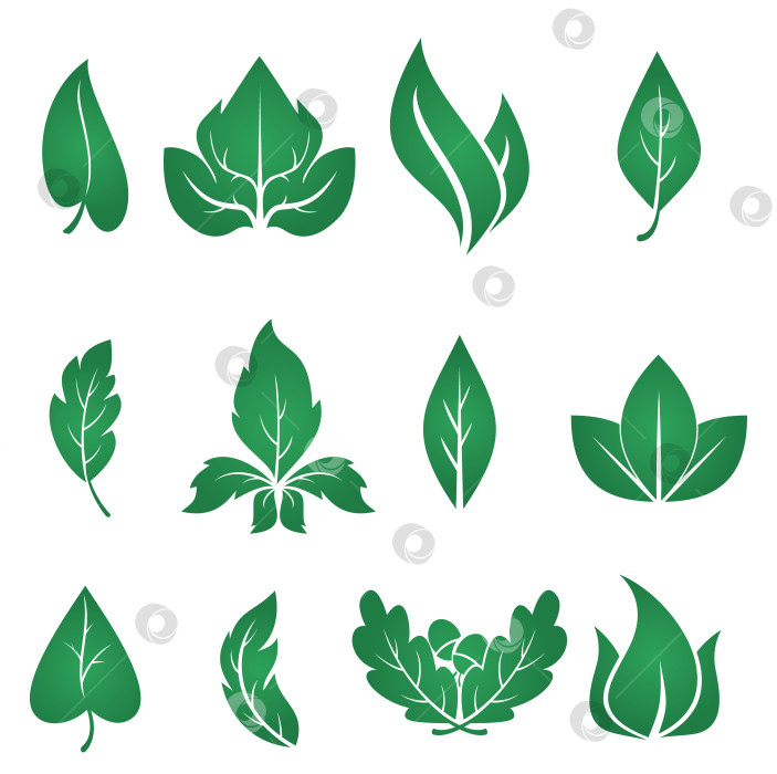 Скачать векторные зеленые листья фотосток Ozero