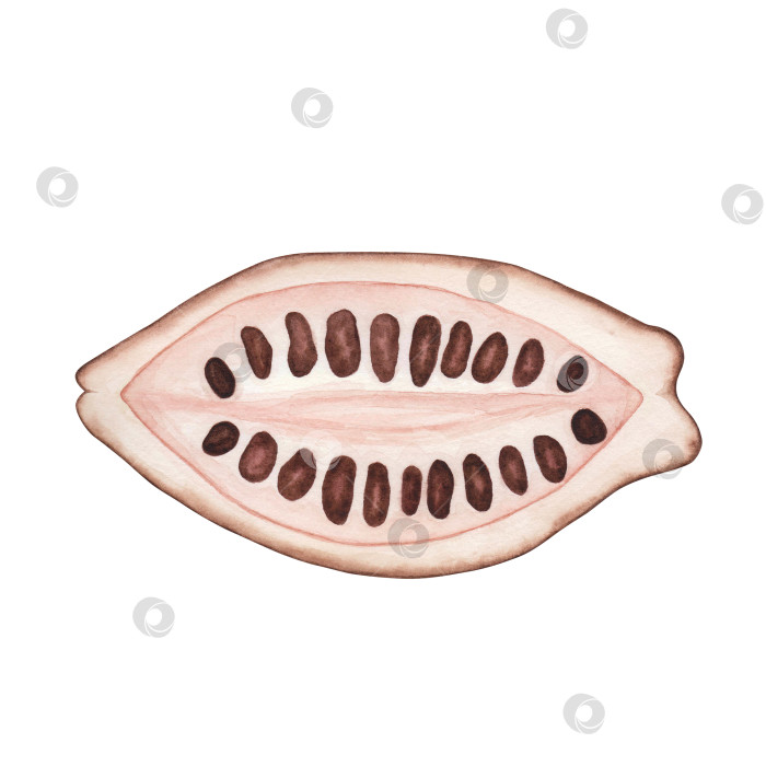 Скачать Спелый стручок какао с бобами внутри, выделенный на белом фоне. Акварельная иллюстрация, нарисованная от руки. Искусство для дизайна фотосток Ozero