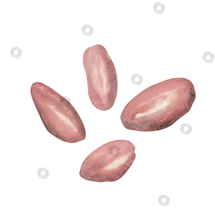 Скачать Спелые розовые какао-бобы, выделенные на белом фоне. Акварельная иллюстрация, нарисованная от руки. Искусство для дизайна, шоколад фотосток Ozero
