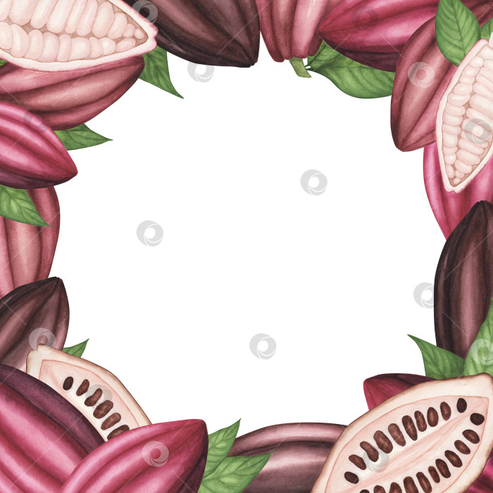 Скачать Квадратный баннер со спелым стручком какао с бобами и листьями, выделенными на белом фоне. Акварельная иллюстрация, нарисованная от руки фотосток Ozero