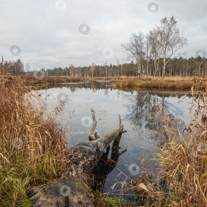 Скачать Болото на севере осенью. Дерево, срубленное бобрами в воде. фотосток Ozero